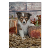 Fall Sheltie Puppy (Front)