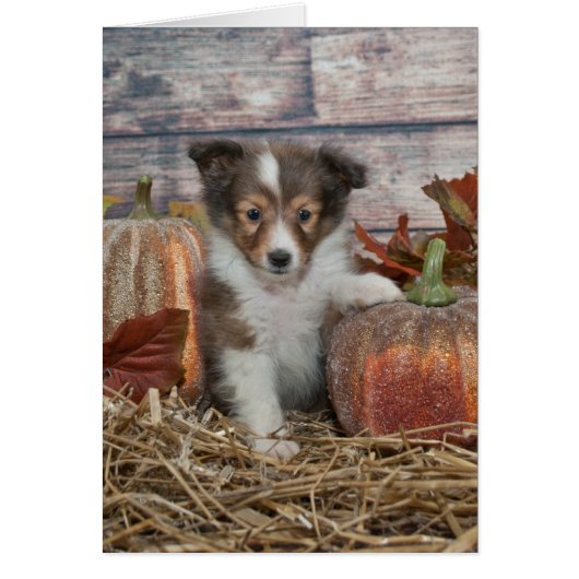 Fall Sheltie Puppy Cards (Front)