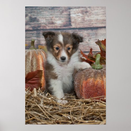 Fall Sheltie Puppy Poster