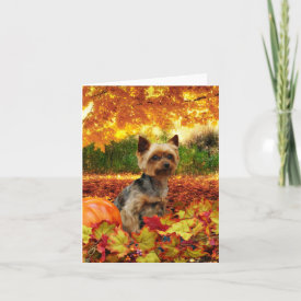 Fall Thanksgiving - Tucker - Yorkie Holiday Card