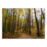 Fall Trail and Golden Leaves at Laurel Hill Park