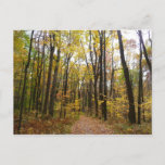 Fall Trail and Golden Leaves at Laurel Hill Park Postcard