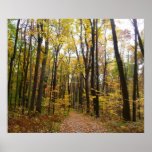 Fall Trail and Golden Leaves at Laurel Hill Park Poster