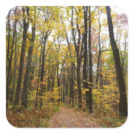 Fall Trail and Golden Leaves at Laurel Hill Park Square Sticker