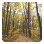 Fall Trail and Golden Leaves at Laurel Hill Park Square Sticker