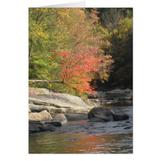 Fall Tree Cards (Front)