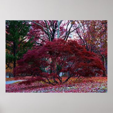 Fall Tree Landscape Poster