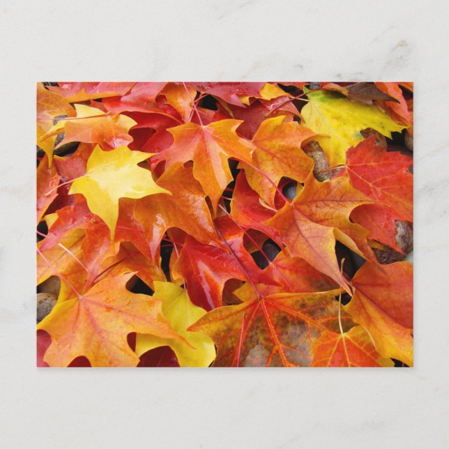 Fall Tree Leaves post cards Colorful Autumn Leaves (Front)