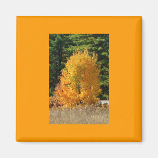 Fall Tree Magnet