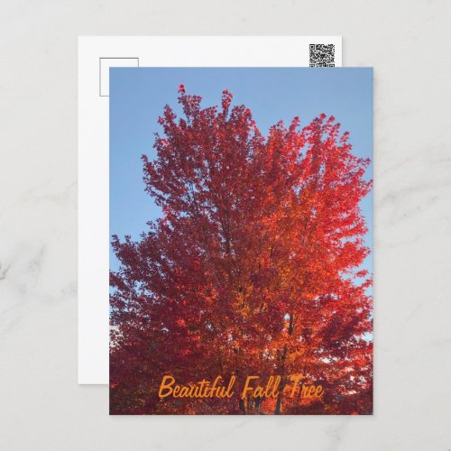 Fall Tree Picture   Postcard