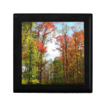 Fall Trees and Blue Sky Autumn Nature Photography Gift Box