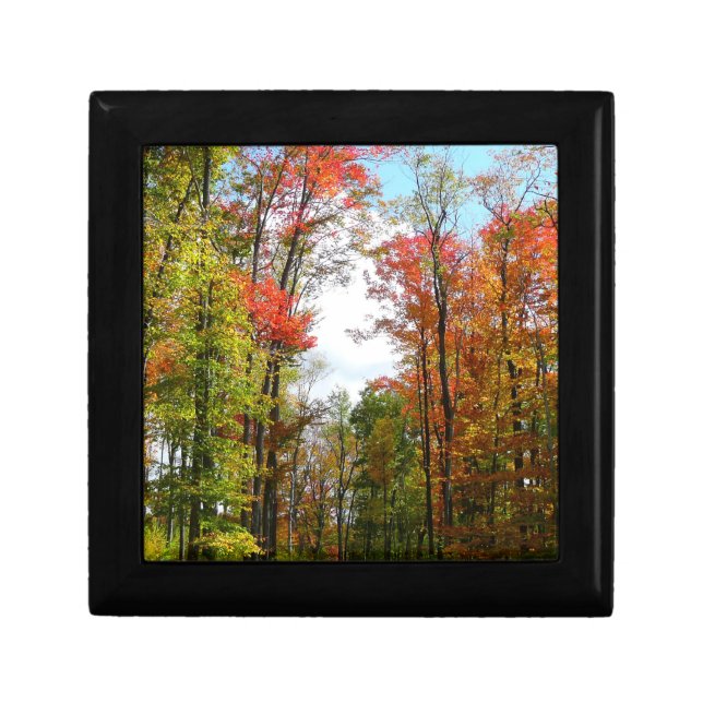 Fall Trees and Blue Sky Autumn Nature Photography Gift Box (Front)