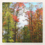 Fall Trees and Blue Sky Autumn Nature Photography Glass Coaster