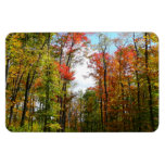 Fall Trees and Blue Sky Autumn Nature Photography Magnet