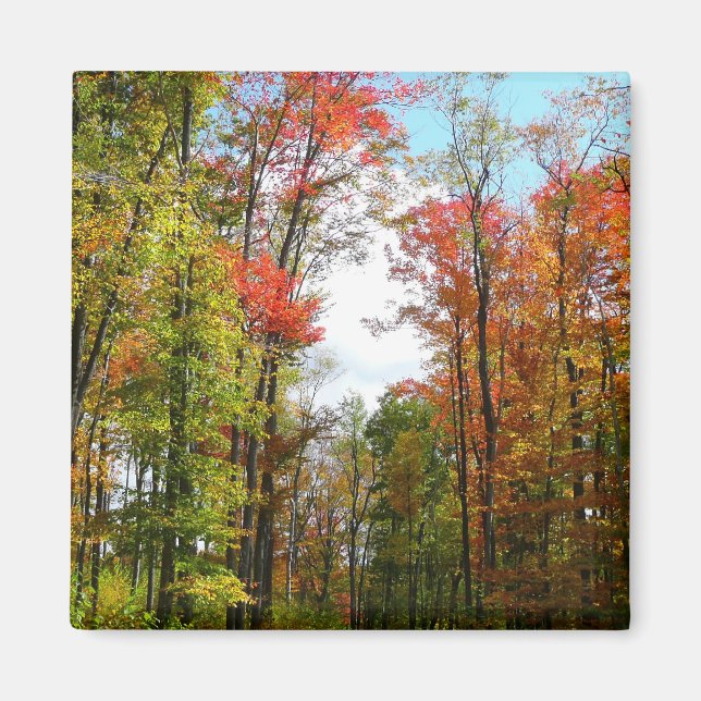 Fall Trees and Blue Sky Autumn Nature Photography Magnet (Front)