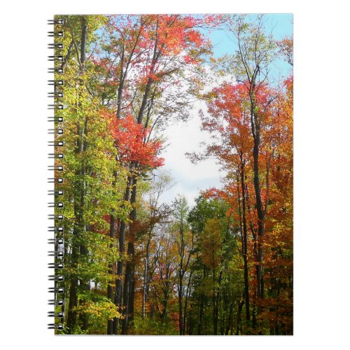 Fall Trees and Blue Sky Autumn Nature Photography Notebook