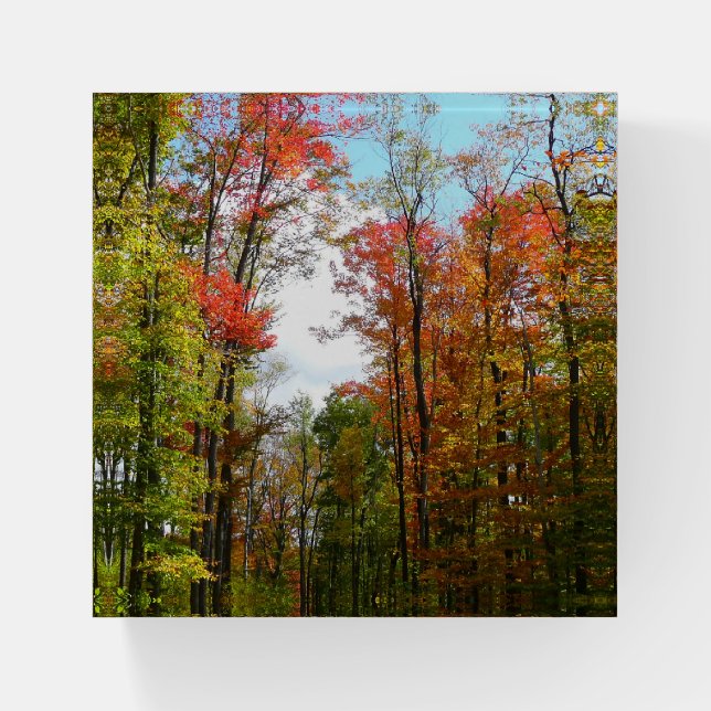 Fall Trees and Blue Sky Autumn Nature Photography Paperweight (Front)