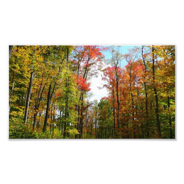 Fall Trees and Blue Sky Autumn Nature Photography Photo Print (Front)