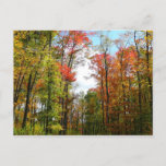 Fall Trees and Blue Sky Autumn Nature Photography Postcard