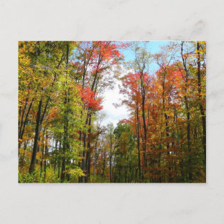 Fall Trees and Blue Sky Autumn Nature Photography Postcard