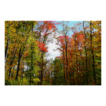 Fall Trees and Blue Sky Autumn Nature Photography Poster