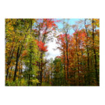 Fall Trees and Blue Sky Autumn Nature Photography Poster