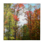 Fall Trees and Blue Sky Autumn Nature Photography Tile
