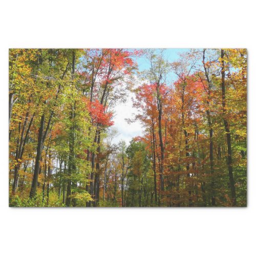 Fall Trees and Blue Sky Autumn Nature Photography Tissue Paper