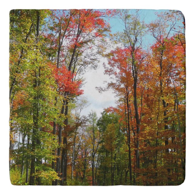 Fall Trees and Blue Sky Autumn Nature Photography Trivet (Front)