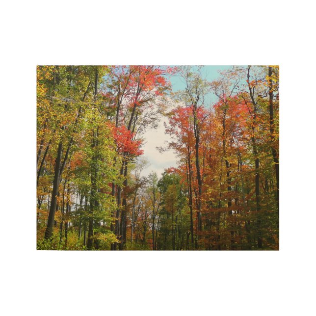 Fall Trees and Blue Sky Autumn Nature Photography Wood Poster (Front)