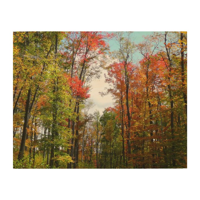 Fall Trees and Blue Sky Autumn Nature Photography Wood Wall Art (Front)