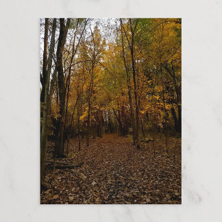 Fall Trees at Sunset Taylor Michigan Postcard