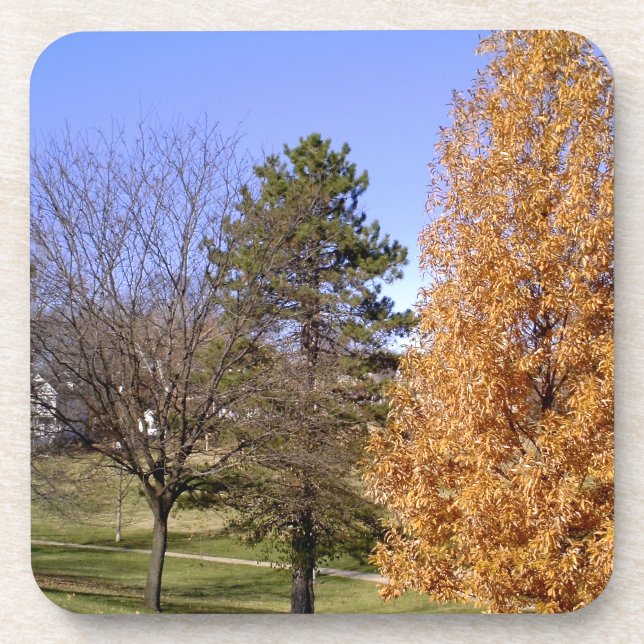 Fall Trees Beverage Coaster (Front)