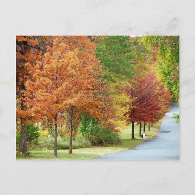 Fall Trees Postcard (Front)