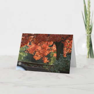 FALL TREES SEASONAL NOTE CARDS