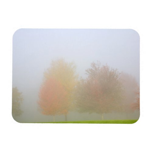 Fall trees shrouded in mist magnet