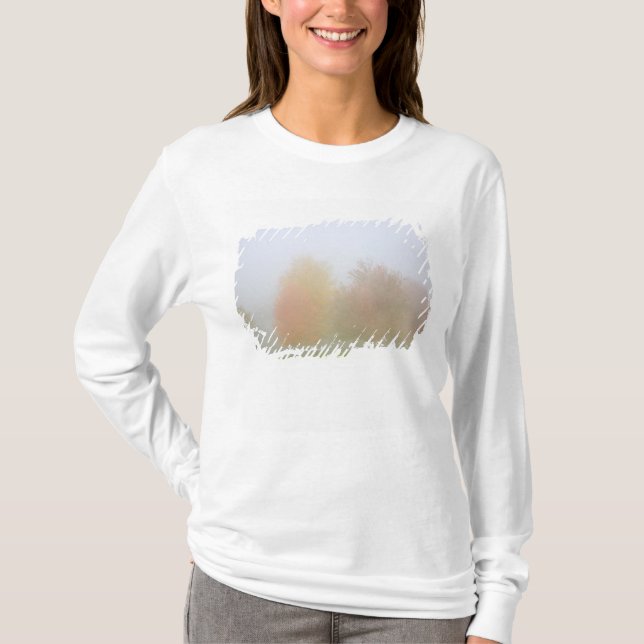 Fall trees shrouded in mist T-Shirt (Front)