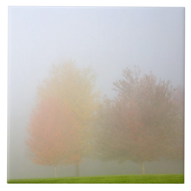 Fall trees shrouded in mist tile (Front)