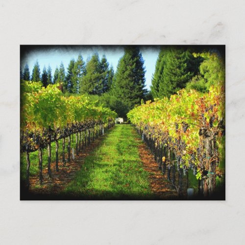 Fall Vineyards in Alexander Valley CA Postcard