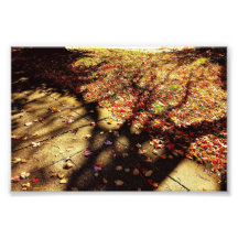 Fall Walk