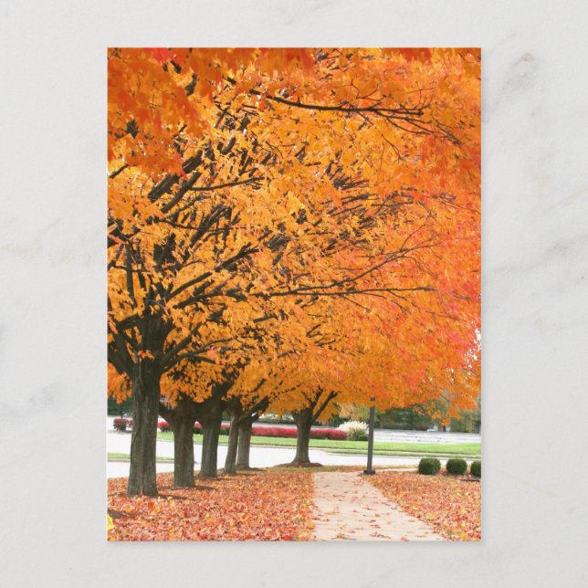 Fall walk postcard (Front)