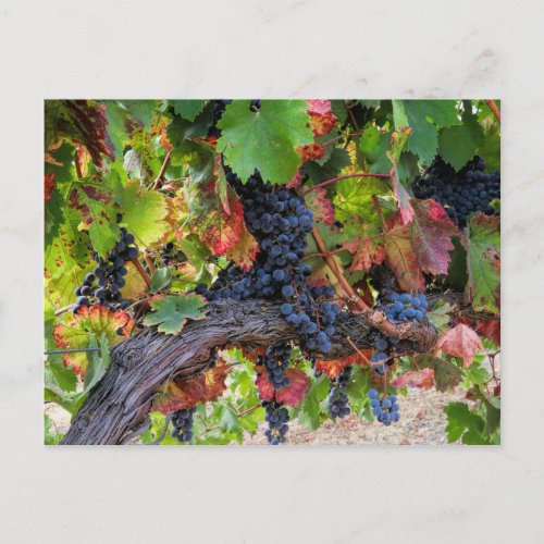 Fall Wine Grapes Vineyard Postcard