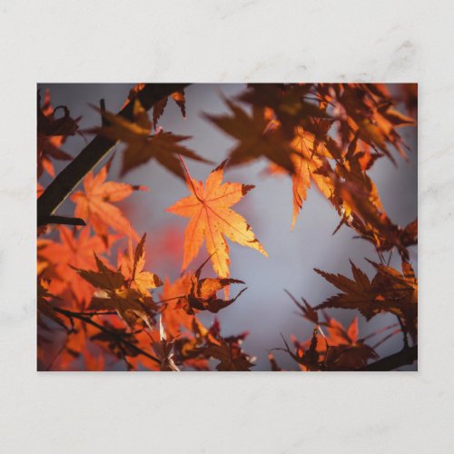 Fall Wonderland of Autumn Colour Postcard