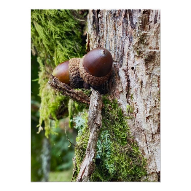 Fallen acorns on the tree poster (Front)