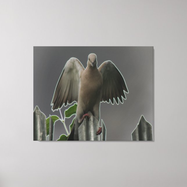Fallen Angel Dove Canvas Print (Front)