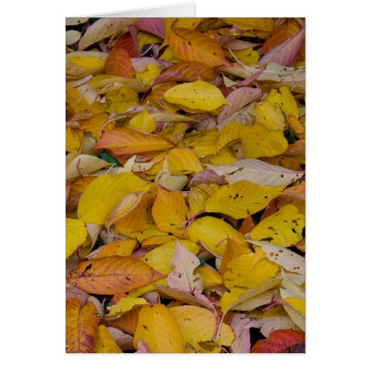 Fallen autumn leaves cards (Front)