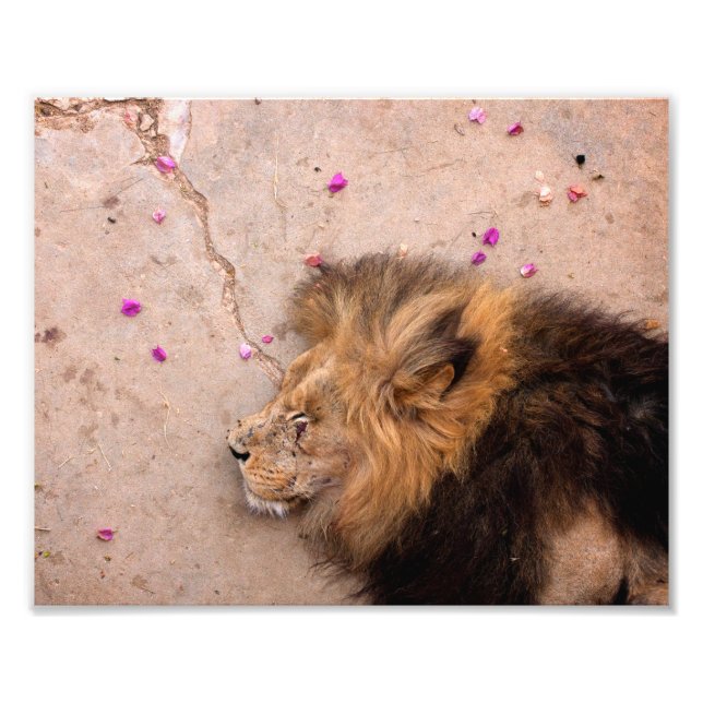 Fallen King Photo Print (Front)