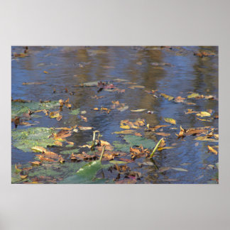 Fallen Leaves in Water Poster