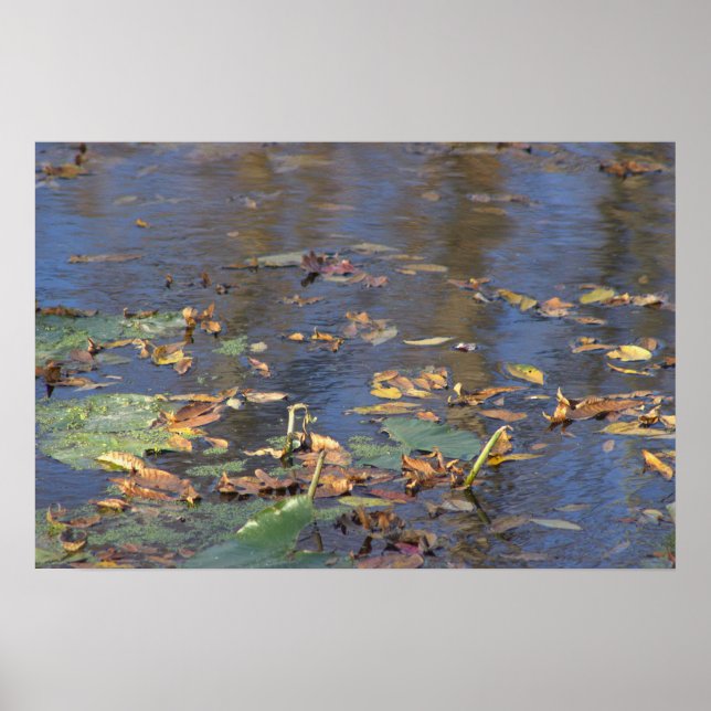 Fallen Leaves in Water Poster (Front)