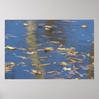 Fallen Leaves in Water Poster